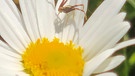 Auch die kleine Spinne genießt die schöne Blume. Aufgenommen in Wassermungenau. | Bild: Kerstin Mahr, Wassermungenau, 29.05.2023