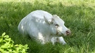 Auch Kühe wollen mal ihre Ruhe haben. Dieses weiße Exemplar hat wohl ihren richtigen Platz gefunden. Gesehen bei meiner Wanderung in der Fränkischen Schweiz. | Bild: Norbert Haselbauer, Kirchehrenbach, 29.05.2023