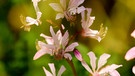 Diptam- er gehört zu den schönsten Blütenpflanzen in der heimischen Natur. | Bild: Horst Bertzky, Bad Kissingen, 04.06.2023