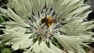 Eingestaubt mit Pollen: Eine Biene besucht die Flockenblume. | Bild: Liane Mohringer, Hof, 06.06.2023