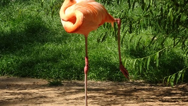 Moderne Kunst?  Nein, ein Flamingo im Nürnberger Tiergarten macht seine tägliche Yoga-Übung. | Bild: Uwe Wollenschläger, Erlangen, 11.06.2023
