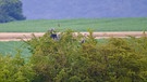 Graureiher zwischen Markt Berolzheim und Trommetsheim, von oben haben sie die beste Sicht auf die Altmühl mit ihren Wiesen, hier finden sie Nahrung. | Bild: Ursula Knoll, Trommetsheim, 14.07.2023