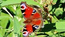 Ein Tagpfauenaugen - Schmetterling mit leuchteten Farben, besuchte unseren Sommerflieder im Garten! | Bild: Ottmar Mueller, Obermerzbach, 11.09.2023