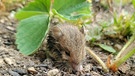 Ein kleines Mäuschen bei uns im Garten bei den Erdbeeren entdeckt! | Bild: Luitgard Oettle, Meierhof, 18.09.2023