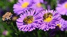 Bienendoppelpack an Herbstastern - und dem Summen nach sind noch viel mehr unterwegs. | Bild: Herbert Bauer, Feucht, 27.09.2023