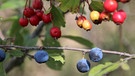 Rote und blaue Beeren als typische Herbstfrüchte. | Bild: Frank Wiemer, Bad Windsheim, 05.10.2023