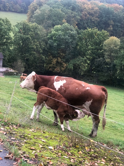 Mutterkuh-Haltung auf der Weide. Das Kälbchen hat Durst. | Bild: Luise Stief, Oberkrumbach, 25.10.2023