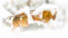 Der erste Schneefall in Schweinfurt. Wenn der Herbst auf den Winter trifft. Herbstlaub mit Schneehaube. | Bild: Rudolf Kunz, Schweinfurt, 28.11.2023