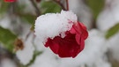 Das Schneehäubchen dieser Rose dürfte sich inzwischen verflüchtigt haben  | Bild: Frank Wiemer, Bad Windsheim, 06.12.2023