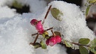 Vermutlich Schneebeeren? Wenn nicht, sind zumindest Beeren und Schnee zu sehen. | Bild: Frank Wiemer, Bad Windsheim, 20.01.2024