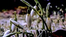 In der kalten Nacht mussten diese Blümchen ihre weißen Mäntelchen überziehen. Gesehen im Garten Marktbreit. | Bild: Karl Schönherr, Marktbreit, 29.01.2024