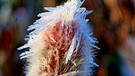 Eiskristalle auf einem rotblühenden Weidenkätzchen. Das ist eine Kätzchenart die schon im Januar- März blüht, gut für Bienen, die im Winter Nahrung brauchen.  | Bild: Tanja Kaul, Effeltrich, 29.01.2024