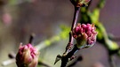 Winter-Schneeball öffnet seine rosa Blütenknospen. | Bild: Liane Mohringer, Hof, 14.02.2024