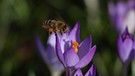 Biene im Flug kurz vor ihrem Ziel. | Bild: Herbert Heyder, Feuchtwangen, 20.02.2024