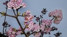 Der Duft-Schneeball "Dawn" ist ein Winterblüher, entfaltet bis März ständig neue Blüten und duftet süßlich nach Vanille - leider gibt es noch keine Duftfotos. | Bild: Herbert Bauer, Feucht, 28.02.2024