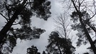 Im Wald, mit schönem Blick in den Himmel. Gesehen bei meiner Wanderung in der Fränkischen Schweiz. | Bild: Norbert Haselbauer, Kirchehrenbach, 12.03.2024