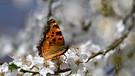 Bei angenehmen Frühlingstemperaturen. Tagfalter, kleiner Fuchs, saugt Nektar aus der Blüte. | Bild: Horst Bertzky, Bad Kissingen, 22.03.2024