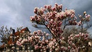 Die prachtvollen Blüten der Magnolie vor dunklem, bewölktem Himmel. | Bild: Sigrid Pfeifer, Sommerau, 26.03.2024