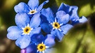 Von April bis Juni begeistern ihre Blüten in traumhaftem Blau, so bringen sie unsere Gärten zum Leuchten! Vergissmeinnicht. | Bild: Rudolf Kunz, Scheinfurt, 08.04.2024