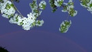 Kirschbaumblüten konkurrieren mit dem Regenbogen um die Gunst. | Bild: Walter Depner, Knetzgau, 11.04.2024