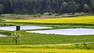 Wunderschöne fränkische Weiherlandschaft mit gelben Rapsfeldern nahe Schmiedelberg. | Bild: Christa Knapp, Röttenbach, 13.04.2024