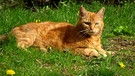 Eine rote Katze genießt die Frühlingssonne. | Bild: Liane Mohringer, Hof, 15.04.2024