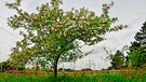 Ein Apfelbäumchen in schönster Blüte, auf der Rednitztalhöhe in Katzwang, wild gewachsen wird es jedes Jahr schöner. | Bild: Reinhold Schaufler, Nürnberg, 15.04.2024