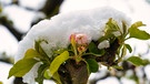 Es gab eine geschlossene Schneedecke auf den Höhen der Fränkischen Schweiz. Auch die Apfelblüten haben eine Schneehaube bekommen.  | Bild: Sonja Schiffert, Wiesenttal, 21.04.2024