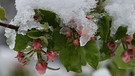 Es ist Ende April und die Apfel Blüte ist vom Schnee bedeckt. Ob das gut geht? | Bild: Monique Potzler, Pottenstein, 21.04.2024