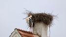 Der Storch versucht einen großen Ast herauszuziehen damit das Wasser im Nest ablaufen kann, Storchennest in Trommetsheim. | Bild: Sebastian Knoll, Trommetsheim, 22.04.2024