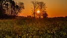 Der heutige goldene Sonnenaufgang bei frostigen 2 Grad Minus, über einem noch blühenden Rapsfeld bei Weisendorf. | Bild: Heinrich Schmidt, Weisendorf, 22.04.2024