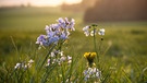 Die letzten Sonnenstrahlen auf der Blumenwiese. | Bild: Sebastian Hofmann, Neuenmarkt, 06.05.2024