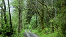 Alles grün nach dem Regen bei einem Spaziergang im Wald bei Tröstau. | Bild: Günter Lorke, Tröstau, 08.05.2024