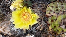 Gelbe Blüte auf einem Kaktus | Bild: Erhard Wolz, Kirchheim, 20.06.2015