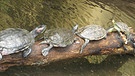 Mehrere Schildkröten auf einem Baumstamm | Bild: Karl Knobling, Pyrbaum, 20.06.2015