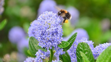 Vor unserer Haustür versammeln sich in der Blütezeit sehr viele Hummeln und Bienen, um Nektar zu sammeln. Das Gesumme der fleißigen Arbeiter ließ mich den Foto holen und einige Bilder machen. | Bild: Ralf Hornung, Niedernberg, 25.05.2017