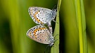 Schmetterlinge im Naturschutzgebiet bei der Paarung. | Bild: Sabine Lenhart, Schweinfurt, 07.06.2017