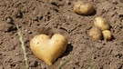 Kartoffel mit Herz. So liebevoll gewachsen. | Bild: Kurt Kistner, Sugenheim, 07.07.2017