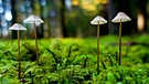 Kleine Pilze, aufgenommen in einem Waldstück
bei Roth | Bild: Ernst Gruner, Roth, 19.09.2017