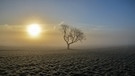 Ein einsamer Apfelbaum auf der Jurahochfläche zwischen Oberhochstatt und Indernbuch im Morgenlicht | Bild: Helmut Gruber, 91781 Weißenburg, 21.12.2017