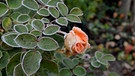 So ist über Nacht aus der letzten Rose im Garten Eine "Eisblume" geworden. | Bild: Maria Dürr, Hersbruck