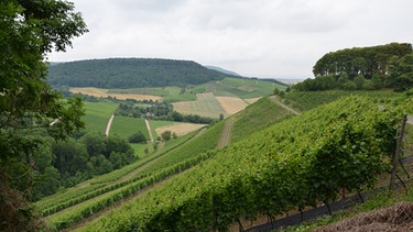 Schönste Weinsicht 2012 | Bild: BR-Mainfranken/Ralph Wege