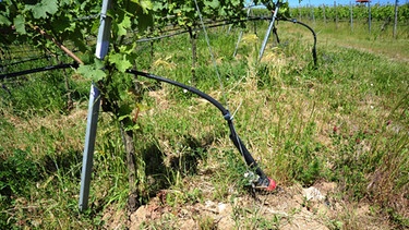Tröpfchenbewässerungsanlage im Weinberg bei Sommerach | Bild: BR-Mainfranken/Ansgar Nöth