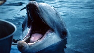 Delfin im Wasser | Bild: Bernard Auton/WDCS