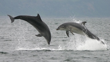 Zwei Delfine springen im Meer | Bild: Charlie Phillips