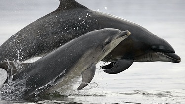 Delfinjunges schwimmt mit seiner Mutter im Meer | Bild: Charlie Phillips