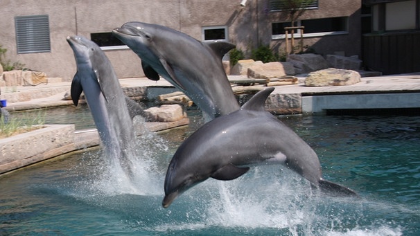 Drei Delfine springen aus dem Wasser | Bild: BR-Studio Franken/Vera Held