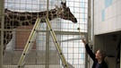 Tiertraining mit Giraffe Lilli | Bild: BR-Studio Franken/Christian Schiele