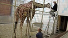 Tiertraining mit Giraffe Lilli | Bild: BR-Studio Franken/Christian Schiele