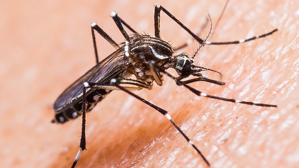 Gelbfiebermücke - Hauptüberträger des Zika-Virus | Bild: colourbox.com